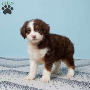 Darcy, Mini Aussiedoodle Puppy